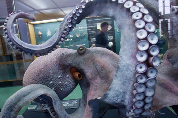 Kraken маркетплейс официальный